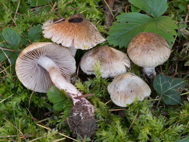 Inocybe haemacta